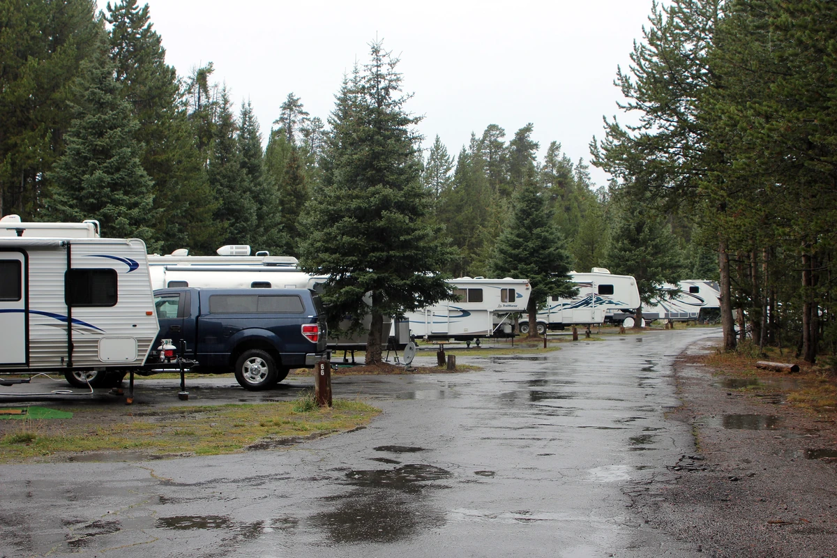 A travel trailer hitched to a blue pickup and a row of fifth wheels parked under pine trees on a wet road at Fishing Bridge RV Park